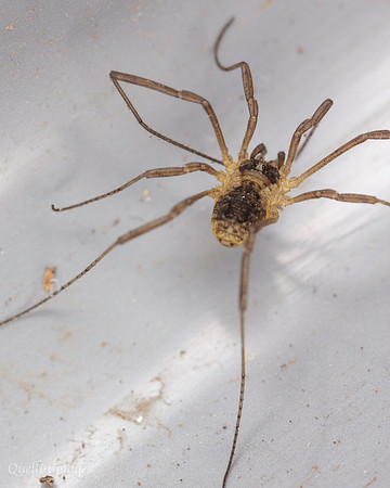 009. Harvestman 1. 18OCT25
