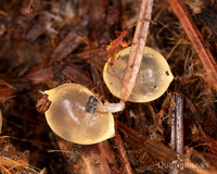 006. Egg cluster 2. 18OCT25