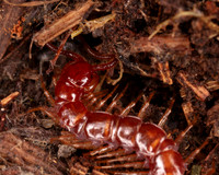 008. Centipede 1a. 18OCT25