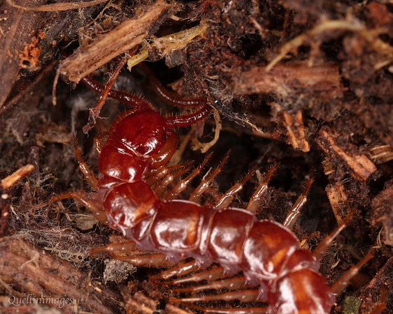 008. Centipede 1a. 18OCT25