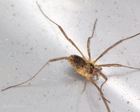 009. Harvestman 1a. 18OCT25