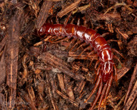 007. Centipede 1. 18OCT25