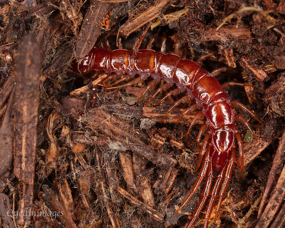 007. Centipede 1. 18OCT25