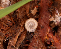 011. Millipede 1 18OCT25