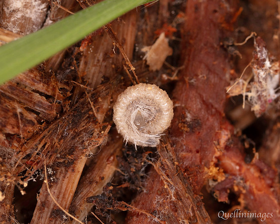 011. Millipede 1 18OCT25