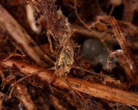 010. Harvestman 2. 18OCT25