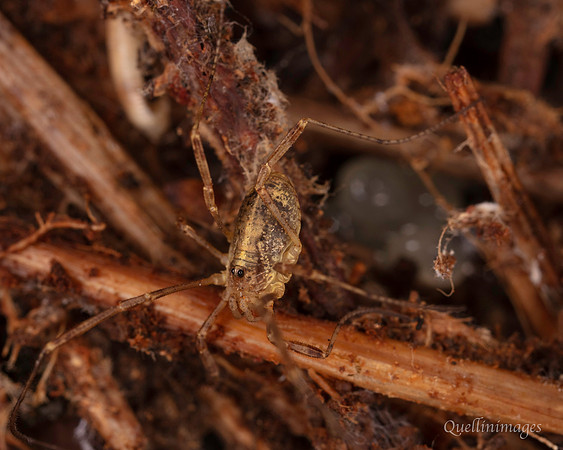 010. Harvestman 2. 18OCT25