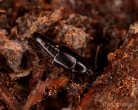 013. Rove Beetle 18OCT25