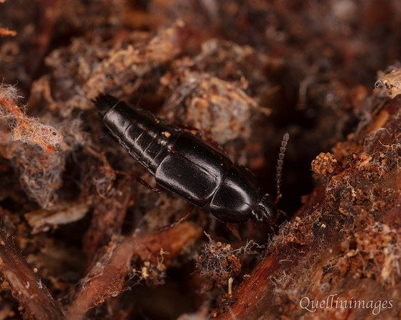 013. Rove Beetle 18OCT25