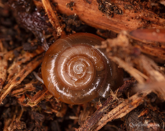 012. Snail 1 18OCT25