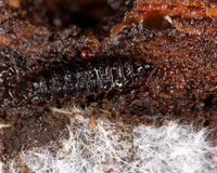 014. Beetle Larva unknown 1 18OCT25