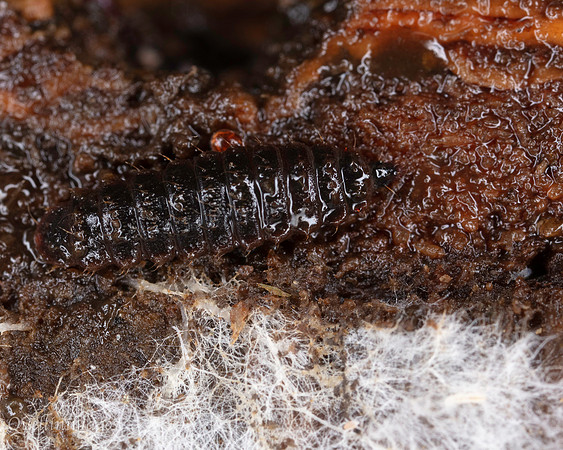 014. Beetle Larva unknown 1 18OCT25