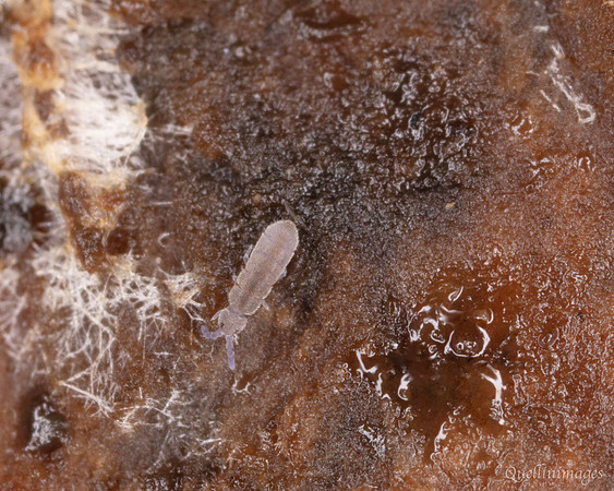 015. Springtail tiny 1 18OCT25