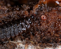016. Mite, larva and ST 1 18OCT25