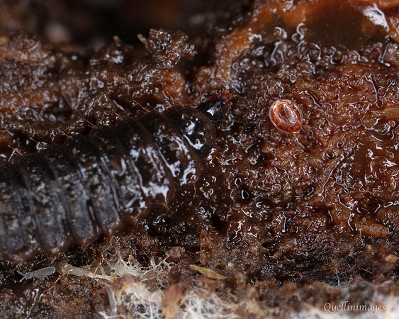 016. Mite, larva and ST 1 18OCT25