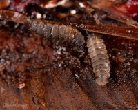 017. Beetle Larvae 1 18OCT25