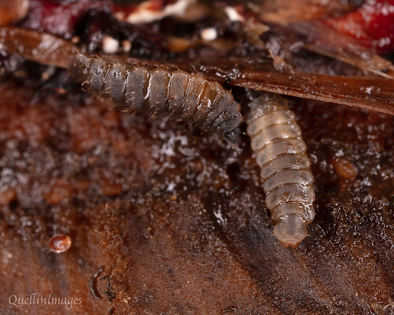 017. Beetle Larvae 1 18OCT25