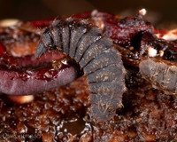018. Beetle Larvae 2 18OCT25