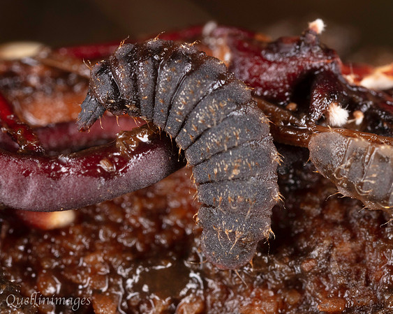 018. Beetle Larvae 2 18OCT25
