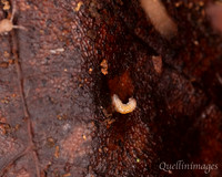 019. Grub small unknown 1 18OCT25