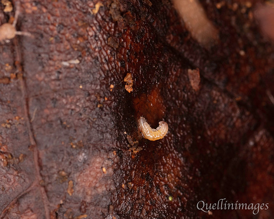 019. Grub small unknown 1 18OCT25