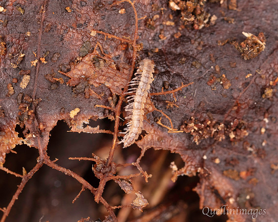 020. Millipede 2 18OCT25