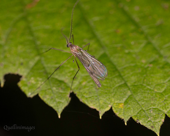021. Fungus gnat 18OCT25