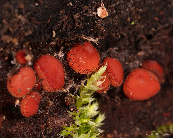 022. Scutellinia scutellata (Eyelash Fungus) 18OCT25