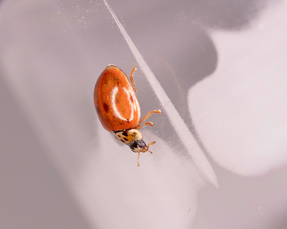 024. Ladybird uknown 1 18OCT25