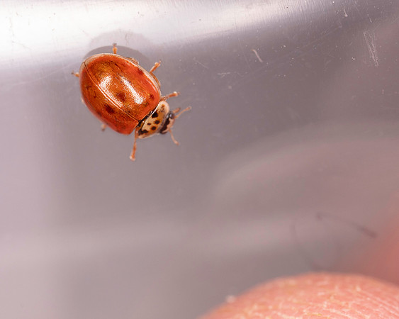 025. Ladybird uknown 1a 18OCT25