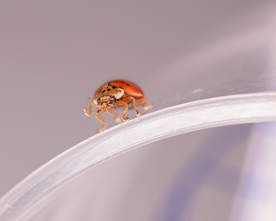 026. Ladybird uknown 1b 18OCT25