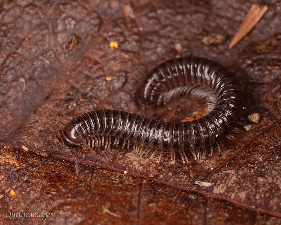 030. Millipede 3 18OCT25