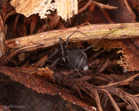 031. Nemastoma bimaculatum (Harvestman)  3. 18OCT25