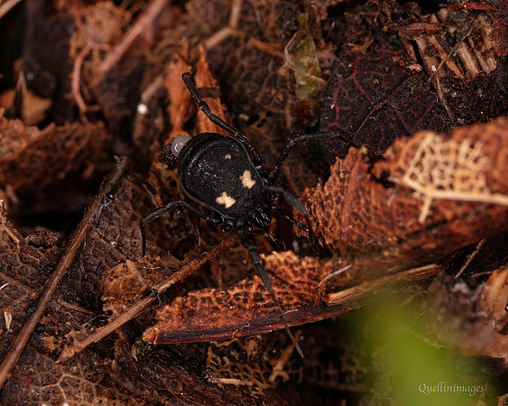 032. Nemastoma bimaculatum (Harvestman) 3a. 18OCT25