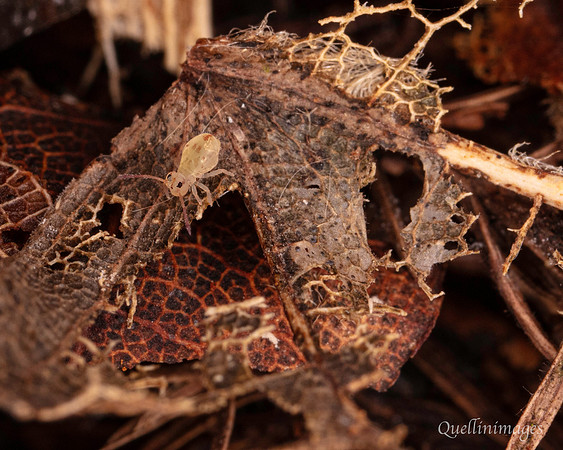033. Springtail Globular 18OCT25