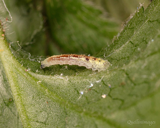 034. Larva unknown 1 18OCT25