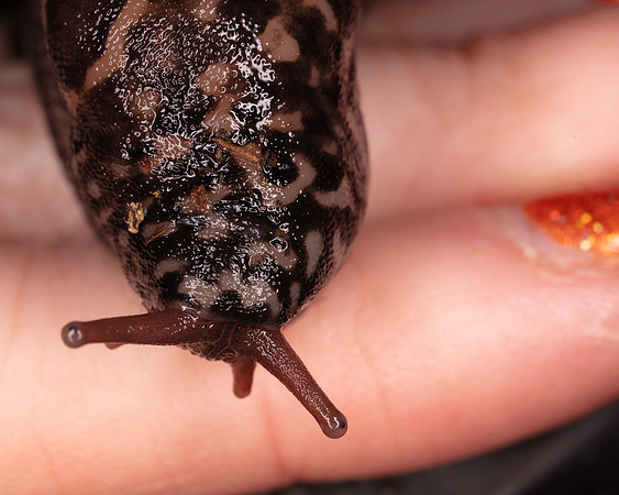 037. Slug and nail varnish 1a 18OCT25