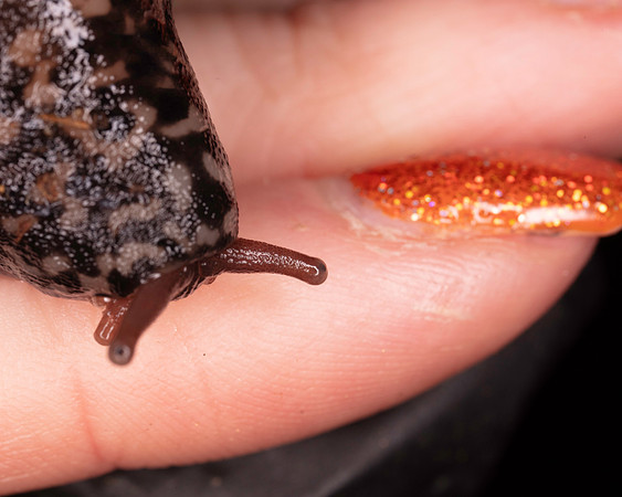 036. Slug and nail varnish 1 18OCT25