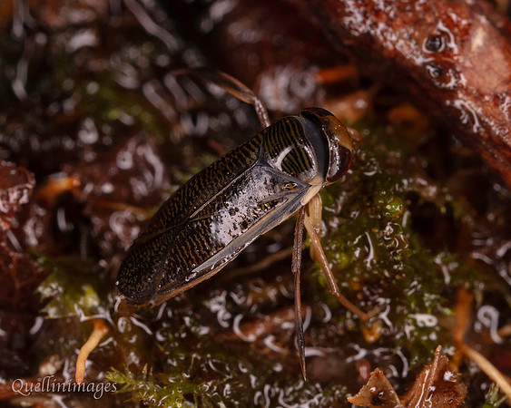 038. Lesser Waterboatman 1a 18OCT25