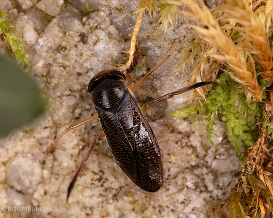 039. Lesser Waterboatman 1b 18OCT25