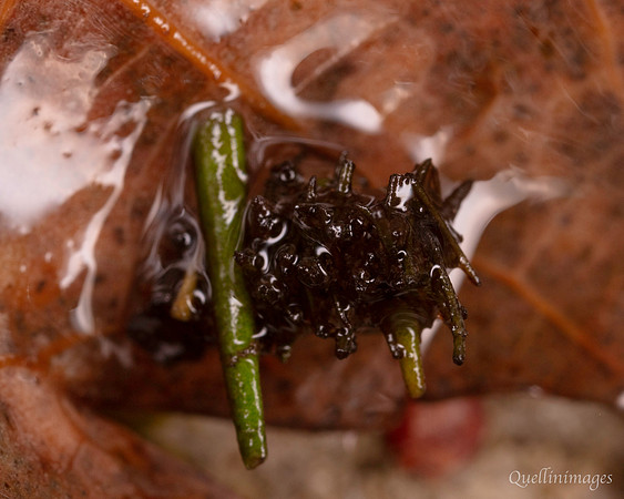 040. Caddis Fly 1 18OCT25