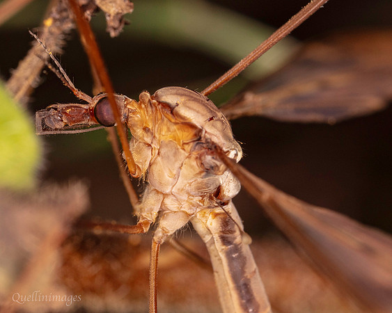 044. Tipula fulvipennis Crane fly detail 18OCT25