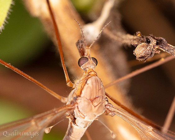 045. Tipula fulvipennis Crane fly detail a 18OCT25