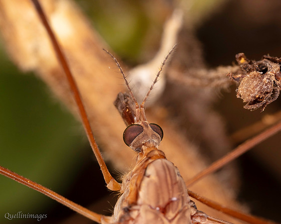 045. Tipula fulvipennis Crane fly detail b 18OCT25