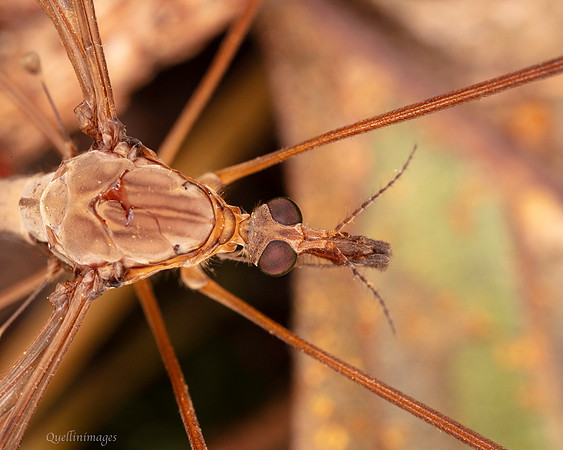 046. Tipula fulvipennis Crane fly detail c 18OCT25