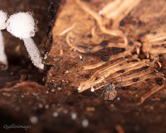 048. Fungus mite 18OCT25