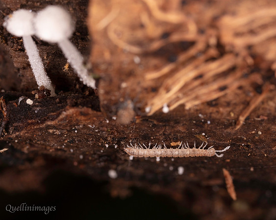050. Millipede 4 18OCT25
