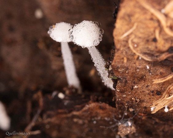 049. Fungus white 1 18OCT25