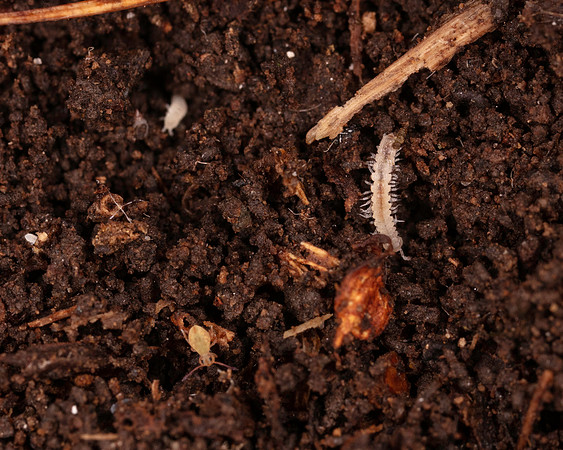 051. Millipede and ST 18OCT25