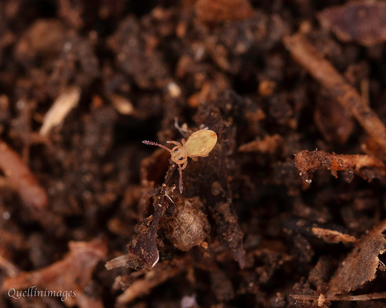 053. Springtail globular 2a 18OCT25